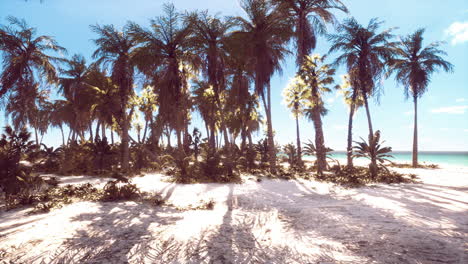 playa tropical con palma de coco