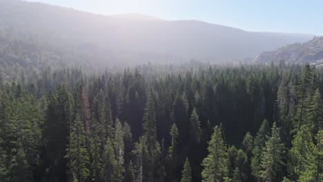 a nice simple aerial shot of the northern sierra's forest.