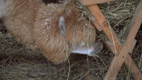 alpaca. muzzle of an alpacian animal