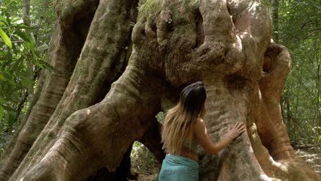 female model embracing gigantic roots of wishing tree - lamington national park in gold coast, queensland, australia. - tilt-down, medium