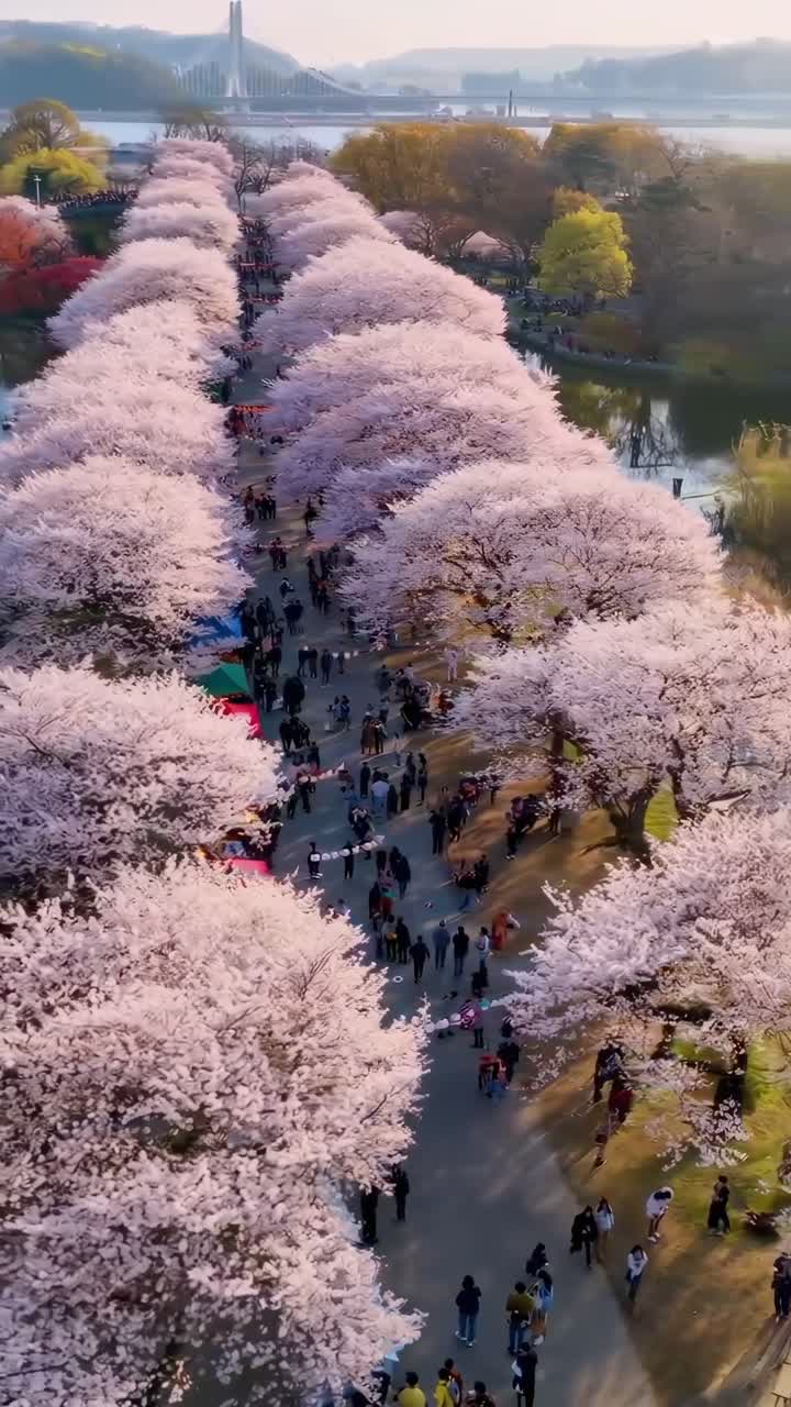 Aerial video view of a cherry blossom-lined path with people strolling, capturing spring's beauty