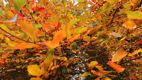 Schöne-Und-Entspannende-Herbstnahaufnahme-Von-Fallenden-Blättern-Im-Wind