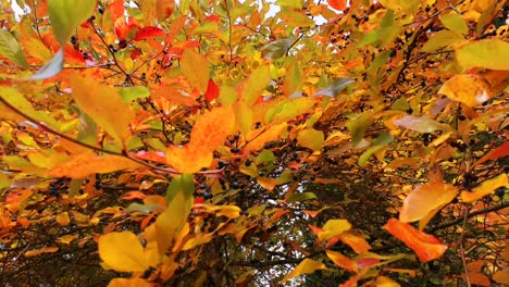 beautiful and relaxing autumn closeup of falling leaves in the wind