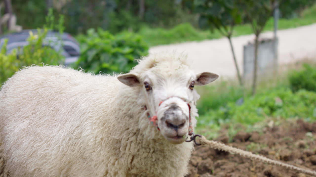 들판 에서 양 들 을  ⁇ 는 장면