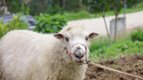 disparo de ovejas en el campo