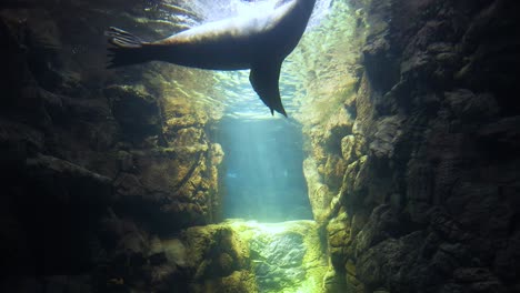 una foca graciosa se desliza en una escena submarina iluminada por el sol