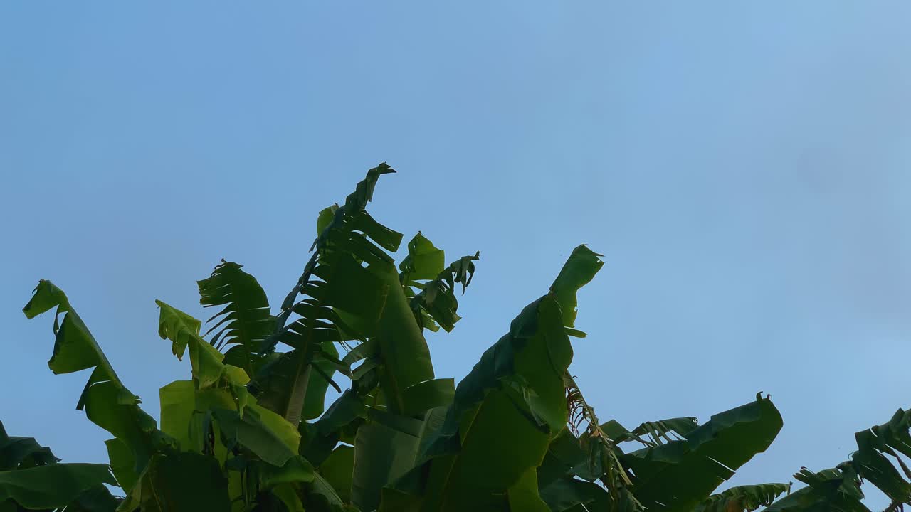 Banana Tree Leaves Against a Blue Sky