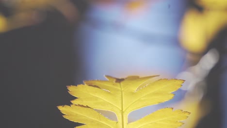 autumn details.
sony alpha 6400, 4k