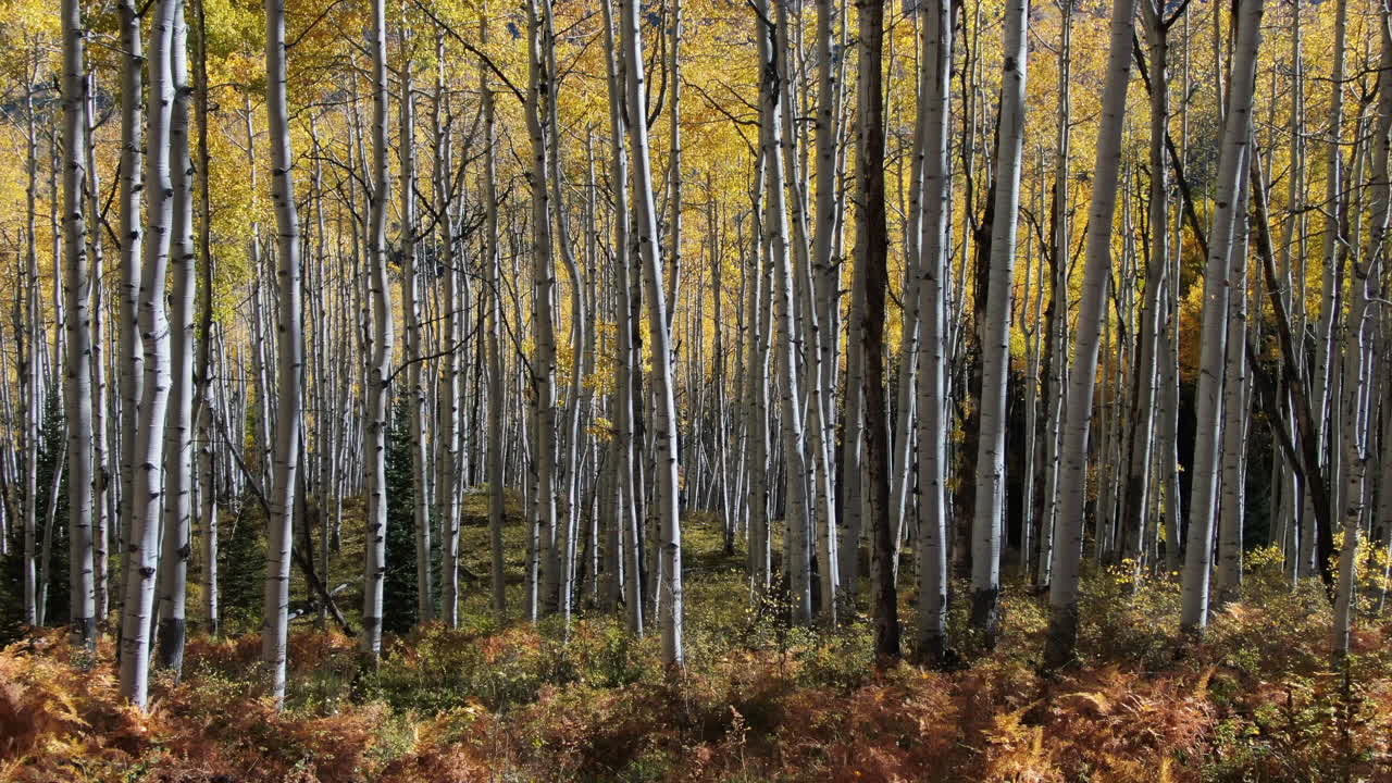 colorido colorado amarillo otoño aspen bosque de árboles cinematográfico avión no tripulado kebler paso cresta butte gunnison desierto dramático increíble paisaje luz del día deslizarse lentamente movimiento derecho
