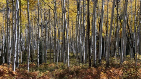 Colorful-Colorado-yellow-fall-autumn-Aspen-tree-forest-cinematic-aerial-drone-Kebler-Pass-Crested-Butte-Gunnison-wilderness-dramatic-incredible-landscape-daylight-slowly-slide-right-motion