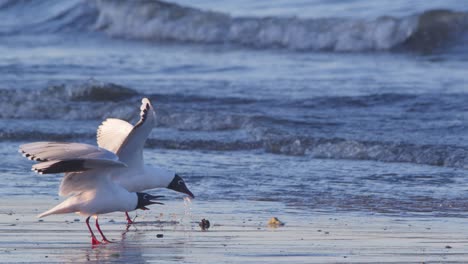 un par de gaviotas de cabeza negra aterrizan sin sincronizar y se exhiben entre sí en la playa de puerto madryn.