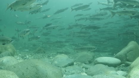 Large-School-of-Adult-sockeye-salmon-still-displaying-ocean-colours-in-a-river-in-British-Columbia,-Canada