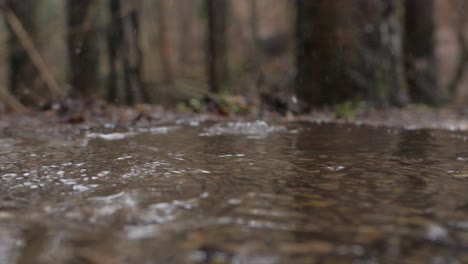 super slow motion of raindrops falling in small puddle in dark forest, closeup