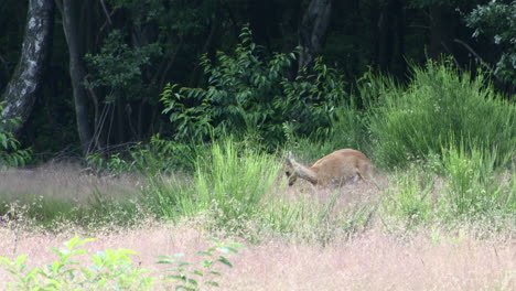 Roe-deer-calf-running-up-to-his-mother-and-starts-to-suckle