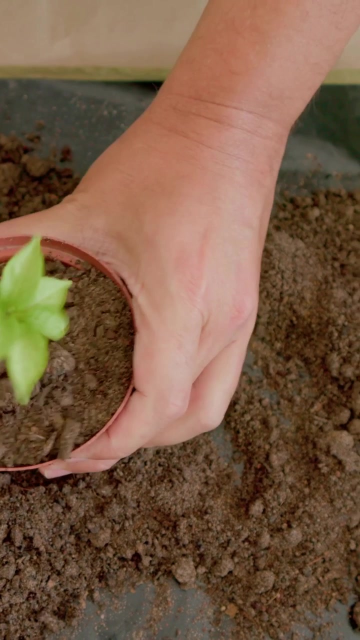 Video verticale: Una mano che raccoglie terriccio su un tavolo, riempiendo un vaso da vivaio e rinvasando una piantina.