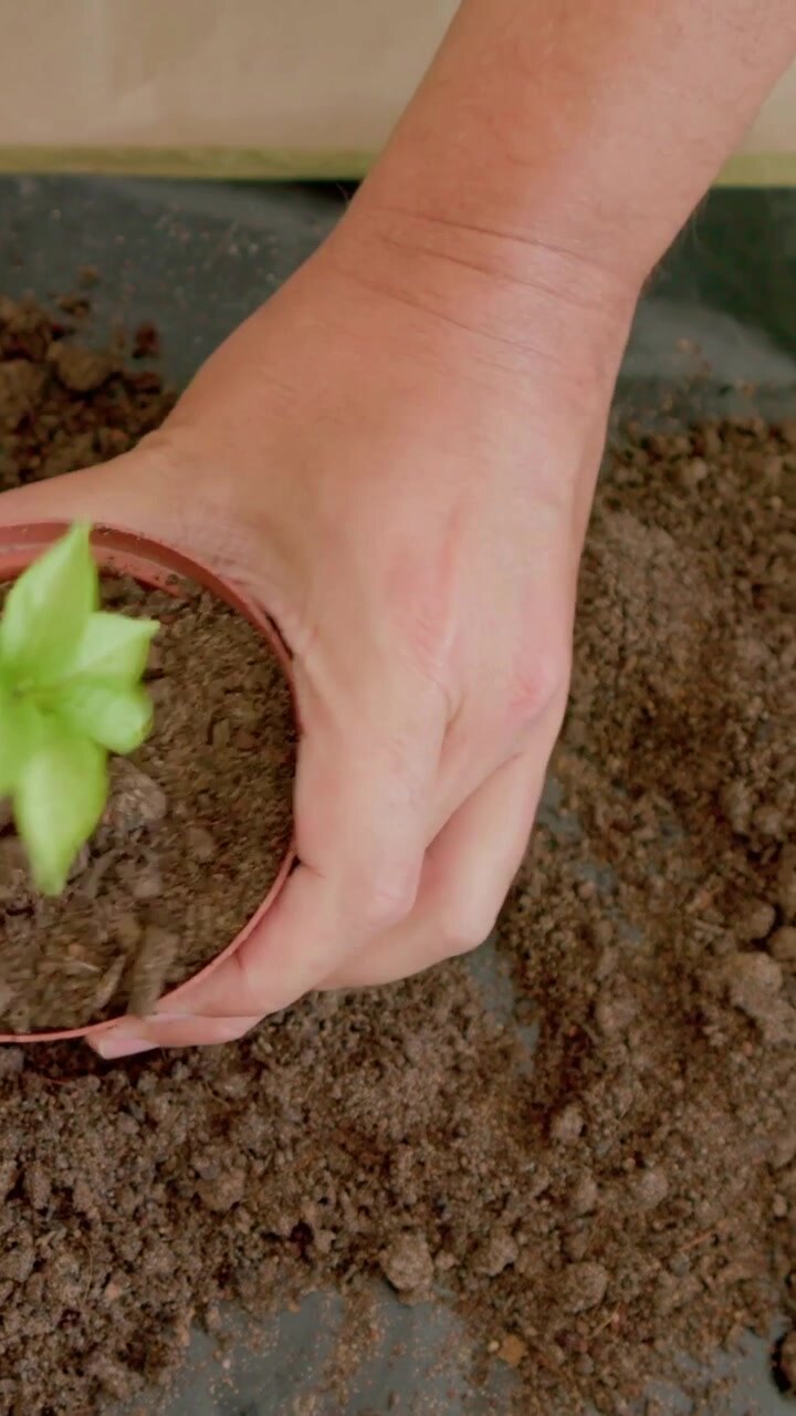 Video verticale: Una mano che raccoglie terriccio su un tavolo, riempiendo un vaso da vivaio e rinvasando una piantina.