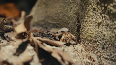 Hermit crab in its natural habitat