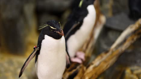 penguin interacts with surroundings, possibly feeding.