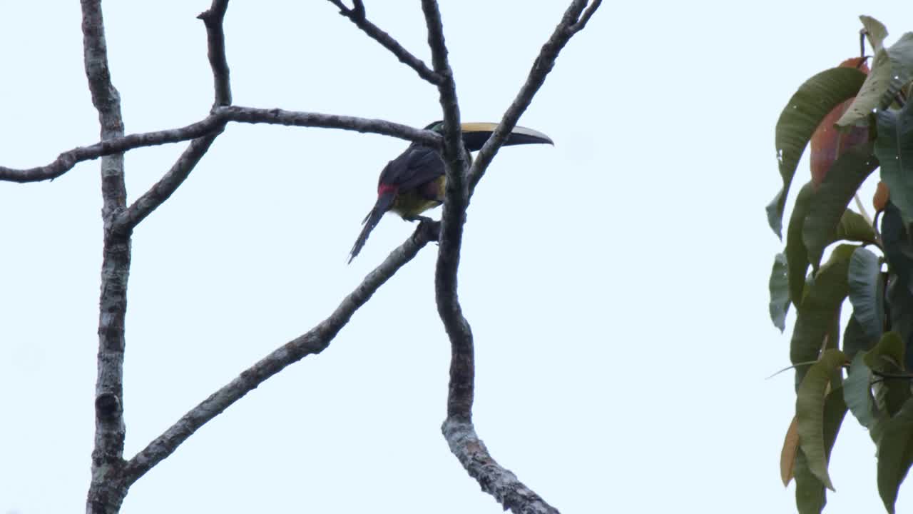 Big toucan sitting on tree spreads wings and takes flight in rainforest and turns head. Mesmerizing with beautiful black feathers and long beaks.