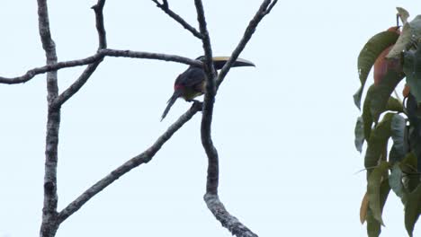big toucan sitting on tree spreads wings and takes flight in rainforest and turns head. mesmerizing with beautiful black feathers and long beaks.