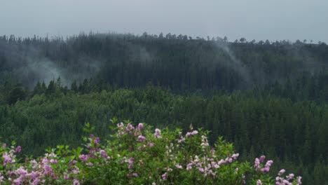 Flores-Con-Un-Exuberante-Bosque-Verde-En-Las-Montañas-Al-Fondo