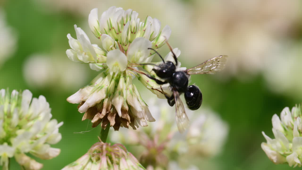 A black bee gathers nectar from vibrant clover flowers in a sunny meadow