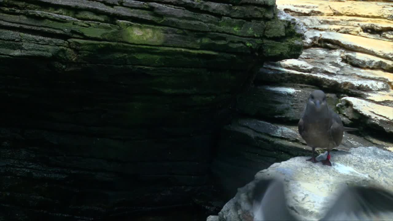 golondrina de mar inca macho y hembra volando por encima de la orilla de la roca