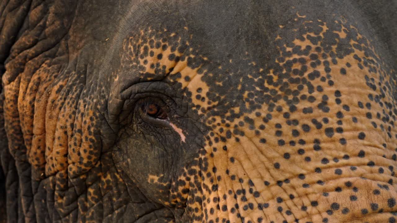 An intimate close-up of an Asian elephant’s eye in the wilds of Sri Lanka, revealing the intricate textures of its skin and the deep, expressive gaze of this majestic animal.