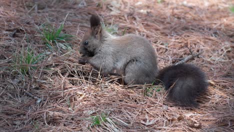 Eurasisches-Graues-Eichhörnchen,-Das-Eine-Kiefernnuss-In-Einem-Herbstwald-Im-Yangjae-bürgerwald,-Seoul,-Südkorea-Isst