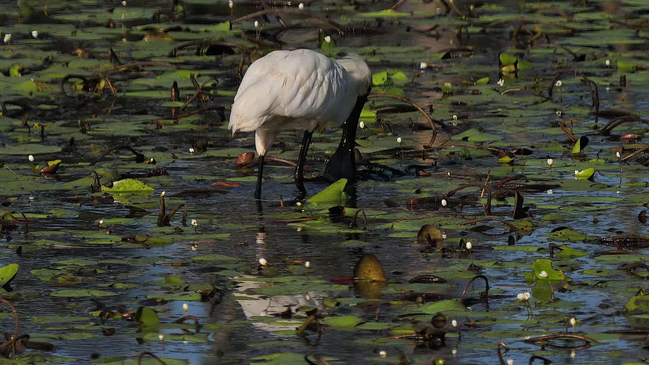 un pantano morado busca comida en un estanque en australia