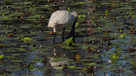 A-purple-swamphen-forages-for-food-in-a-pond-in-Australia