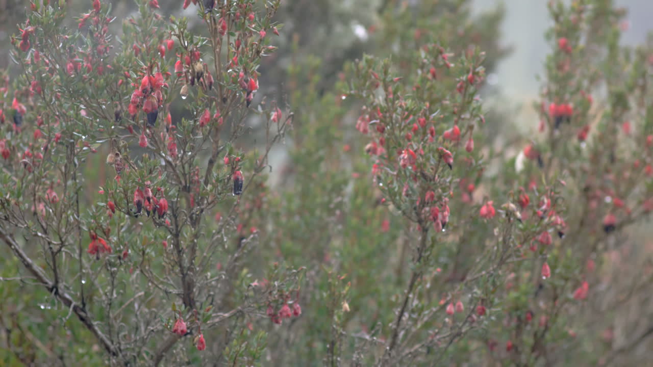 bosque y vegetación, plantas de cerca