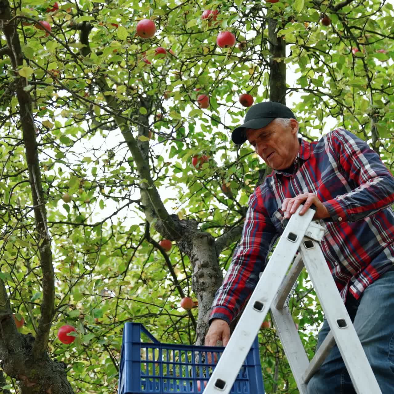 Harvesting season in the apple orchard. Farmer stands on the ladder gathering the fruit. Low angle view