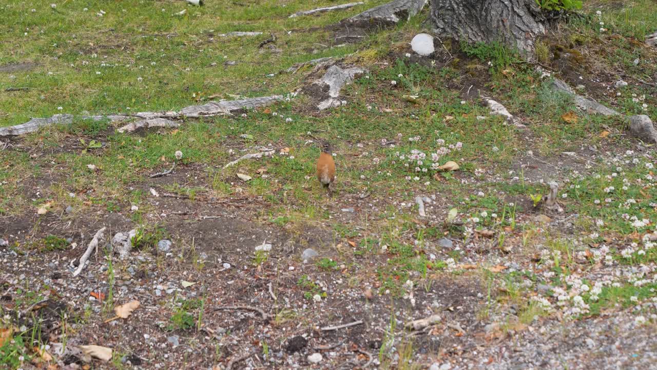 American robin in Pullen Creek Stream Walk in Skagway, Alaska.