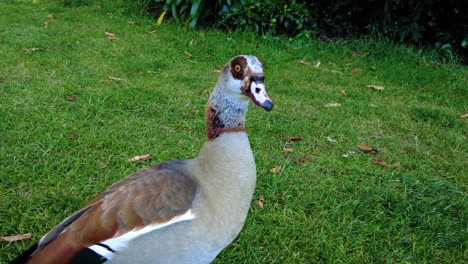 Nilgans-Auf-Dem-Grünen-Gras-Eines-Botanischen-Gartens-In-Kapstadt,-Südafrika