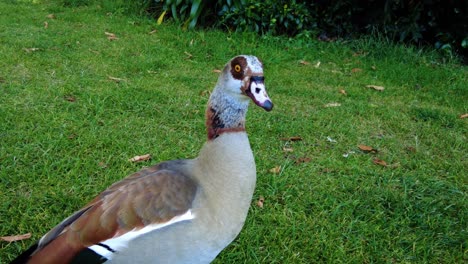 egyptian goose on the green grass of a botanical garden in cape town, south africa