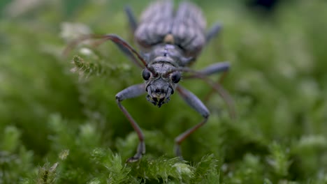 von makro zweibandigem langhornkäfer auf grüner vegetation, der wut zeigt, um sein raubtier zu erschrecken