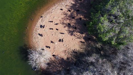 aerial view of various species of water birds on an iinland island, south africa