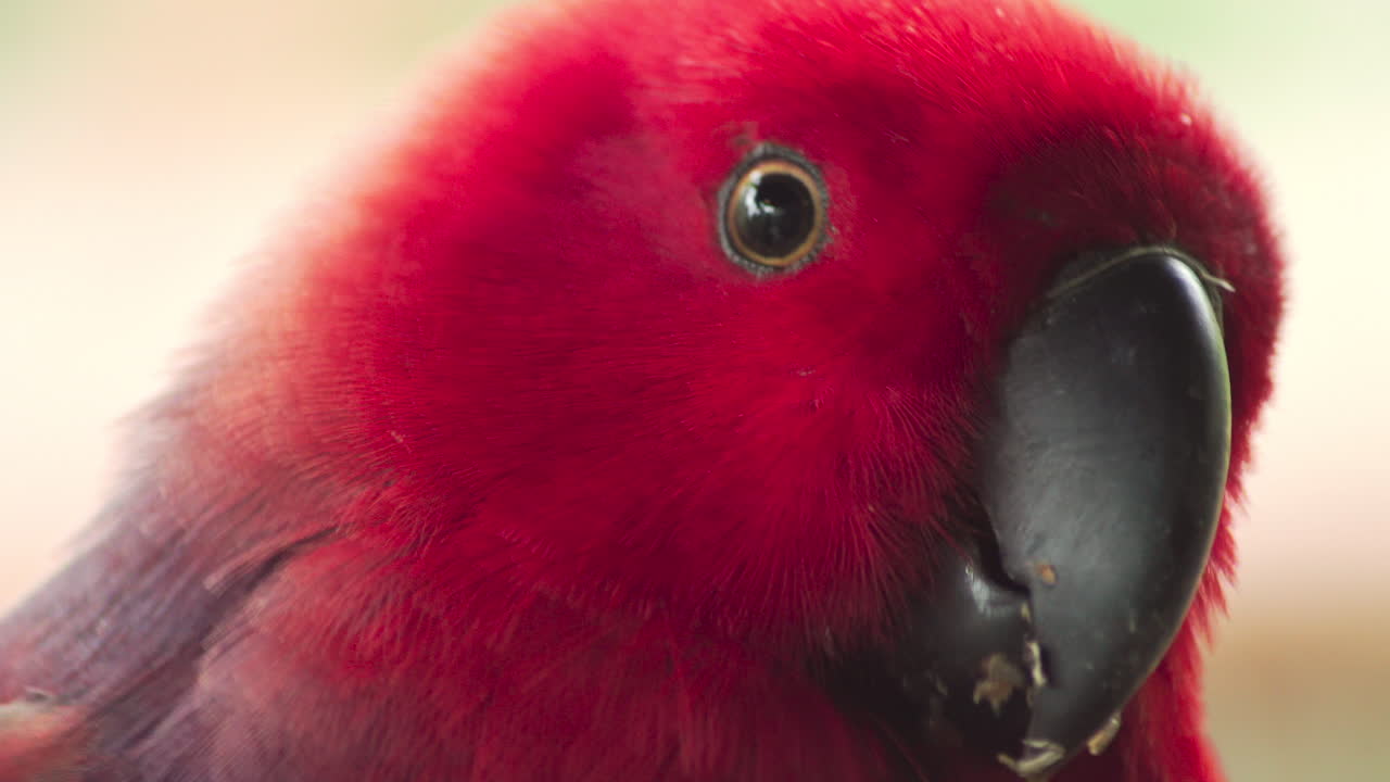 vista de cerca de la cabeza de un loro eclectus rojo limpiándose con su pico
