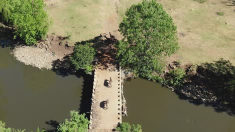 Drohnenaufnahme-Eines-Zebras,-Das-In-Freier-Wildbahn-Eine-Brücke-über-Einen-Fluss-überquert