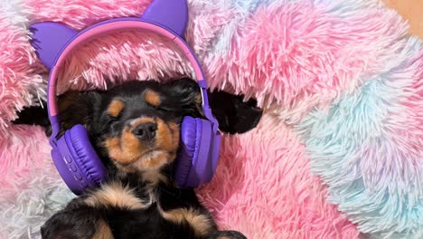 little puppy of a cocker spaniel sleeps and listens to music in headphones. a cute pet is resting on a colored dog bed