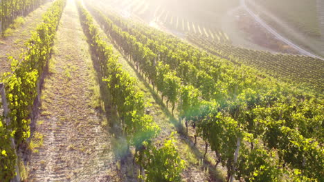 Rows of vineyard at sunset aerial view