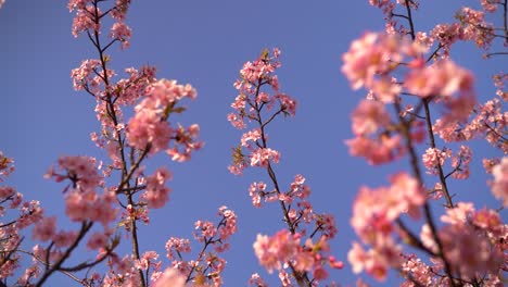 slow motion rotating looking up at pink sakura trees against blue sky