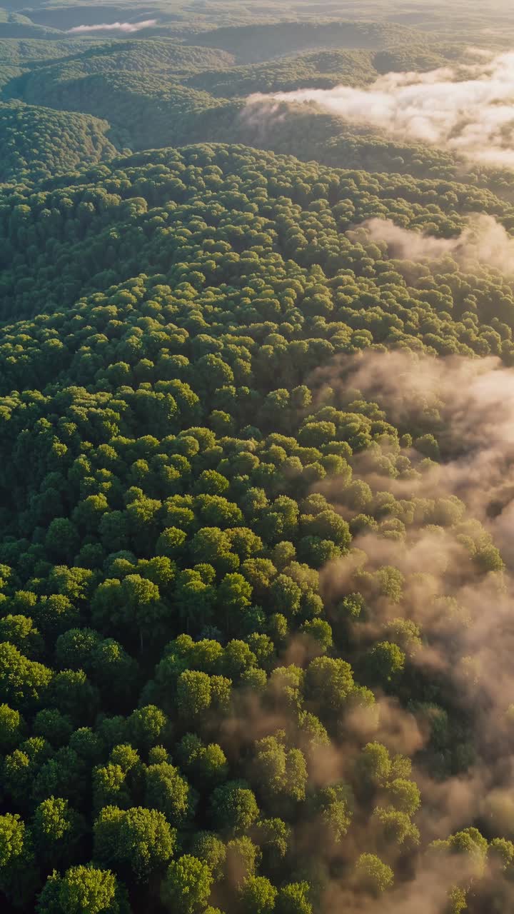 Aerial video captures lush green forest with misty clouds, showcasing a serene landscape