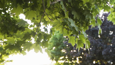 leaves blowing on a tree during sunset in slow motion