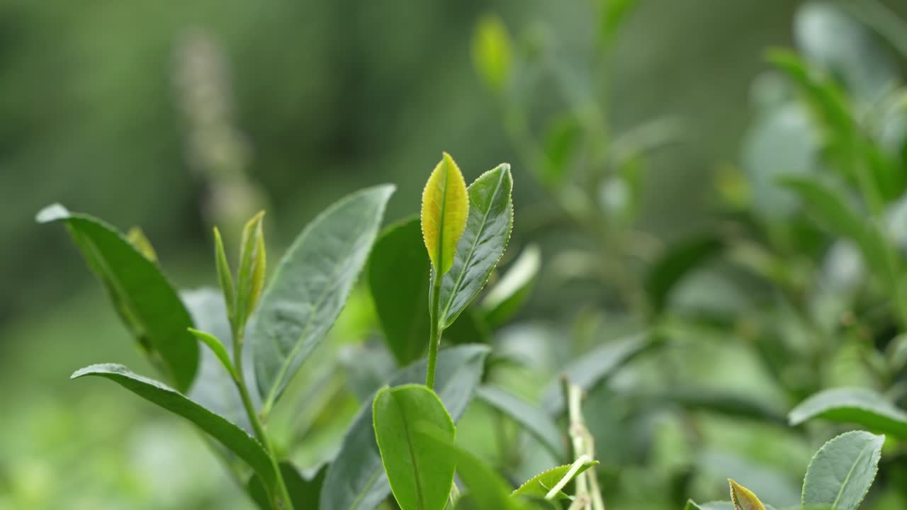 A beautiful tea garden on the hills of Darjeeling. Darjeeling tea is world famous for its taste and aroma. Darjeeling tea is mainly grown on the sloping lands of the hills