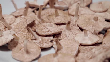 Wild-Mushrooms-Rotating-Gills-Up-on-Isolated-White-Background-Closeup