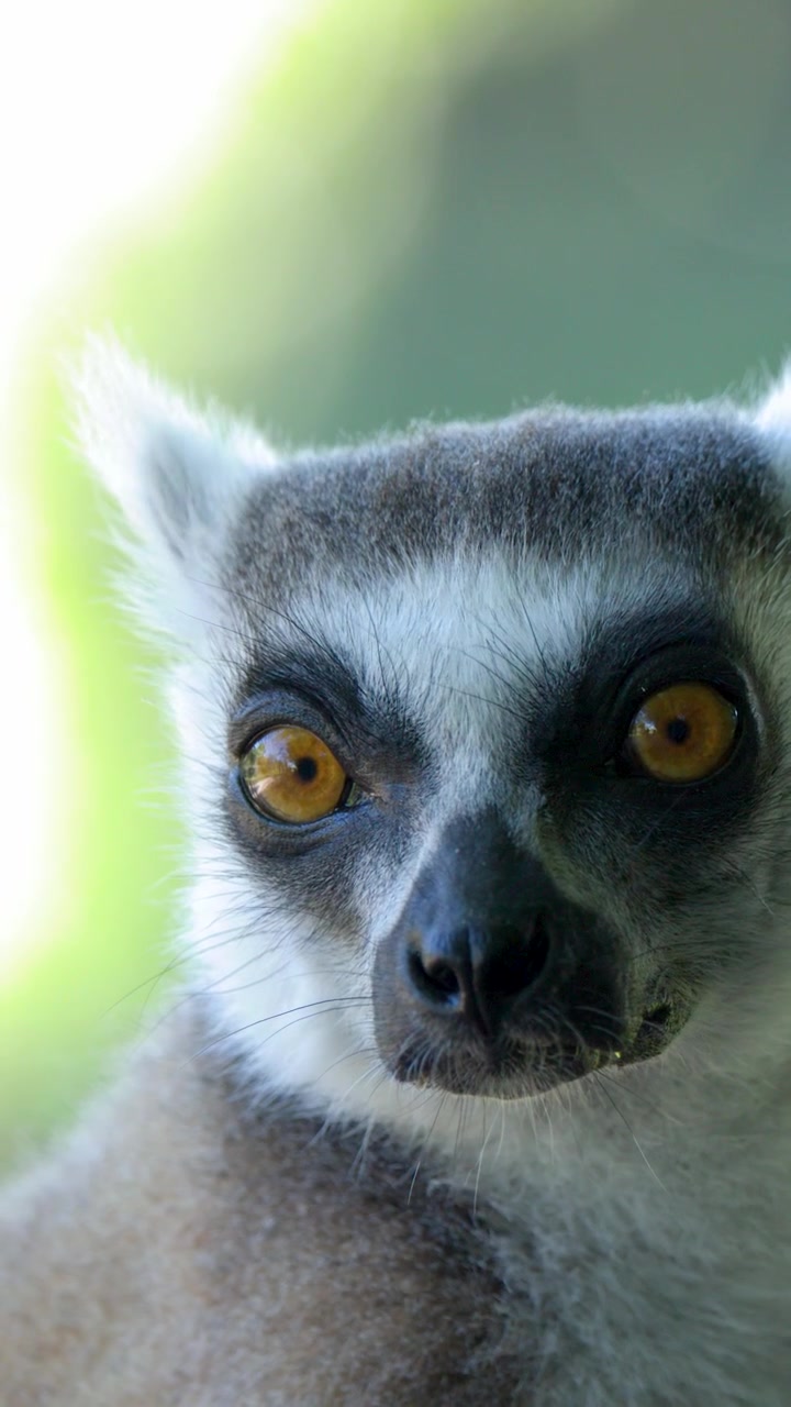 Um retrato em close-up de um lêmure-de-cauda-anelada olhando ao redor com olhos laranja brilhantes ao ar livre