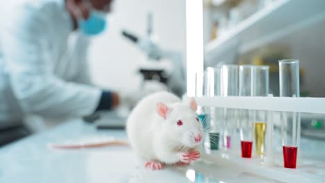 scientist working with a rat in a laboratory