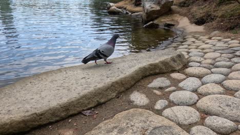 pigeon walking by water then takes off flying